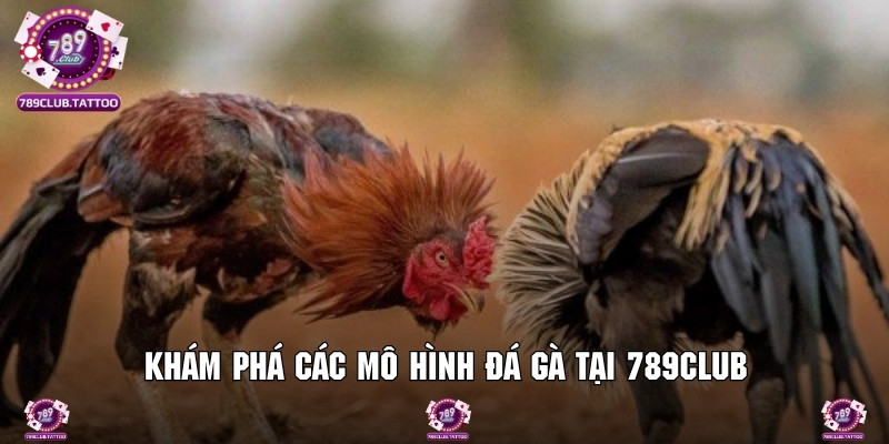 Tổng hợp tất cả các mô hình đá gà hiện có tại 789Club